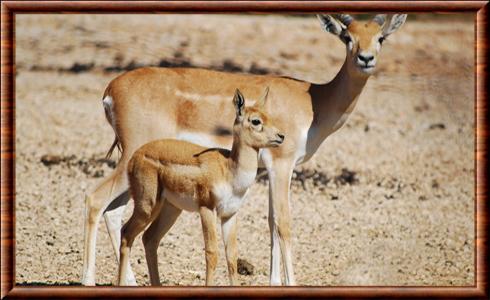 Antilope cervicapre femelle