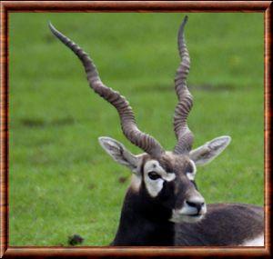 Antilope cervicapre gros plan