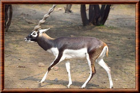 Antilope cervicapre mâle