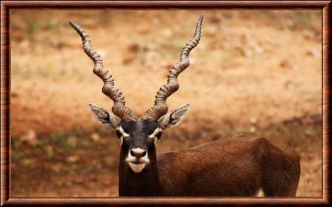 Antilope cervicapre portrait