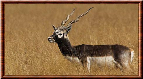 Antilope cervicapre (Antilope cervicapra)
