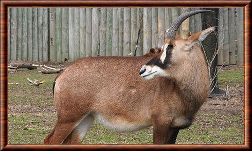 Antilope cheval