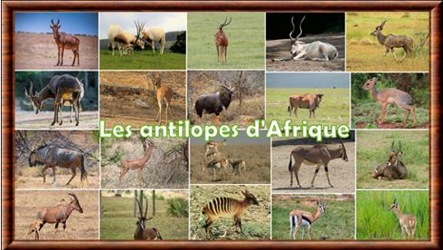 Les antilopes d'Afrique