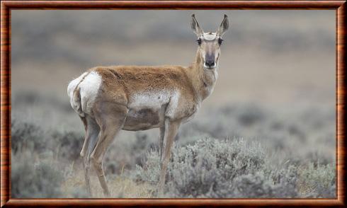 Antilope d'Amerique femelle