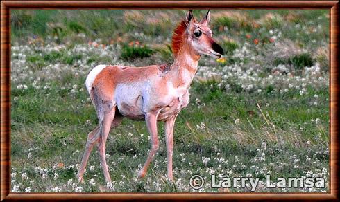 Antilope d'Améerique juvenile