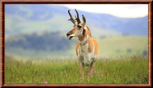 Antilope d'Amerique male
