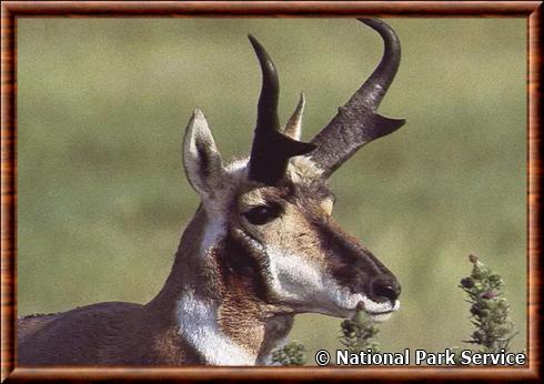 Antilope d'Amerique (Antilocapra americana) portrait