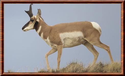 Antilope d'Amerique (Antilocapra americana)