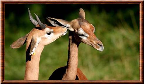Antilope de Clarke herbivore