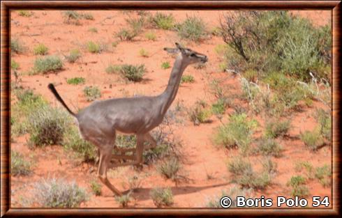 Antilope de Clarke (Ammodorcas clarkei)