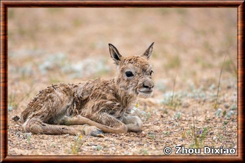 Antilope du Tibet juvénile