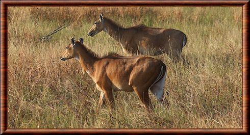 Antilope nilgaut Blackbuck National Park