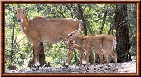Antilope nilgaut femelle