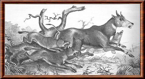 Antilope nilgaut illustration