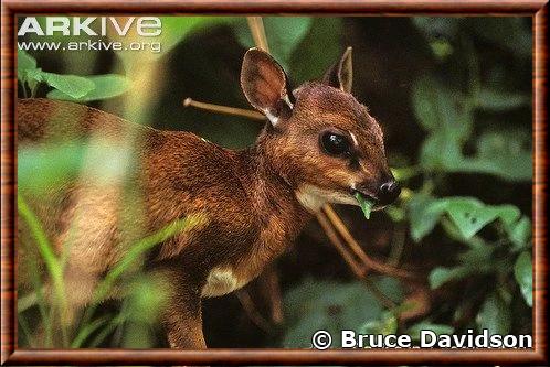 Antilope pygmee de Bates (Neotragus Batesi)