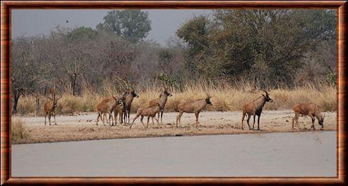 Antilope rouanne 02