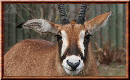 Antilope rouanne gros plan