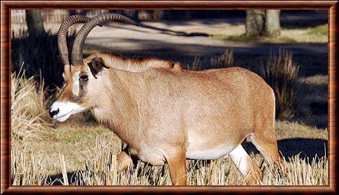 Antilope rouanne (Hippotragus equinus)