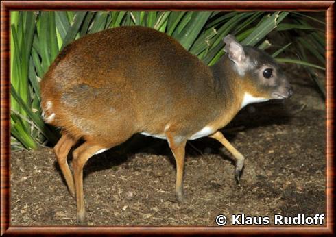 Antilope royale au zoo San Diego