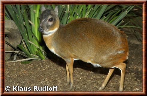 Antilope royale (Neotragus pygmaeus)