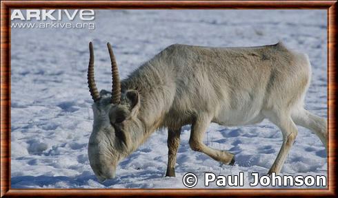 Antilope saiga 02