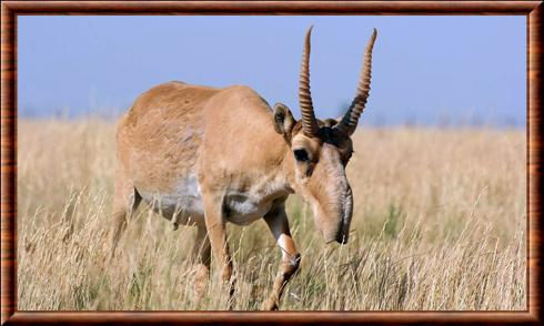 Antilope saiga (Saiga tatarica)