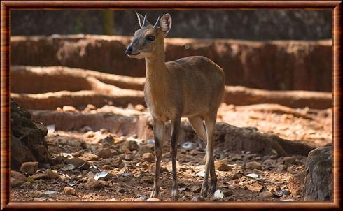 Antilope tetracere 04