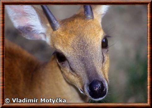 Antilope tetracere gros plan