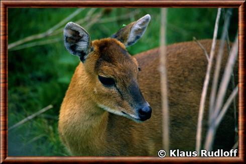 Antilope tetracere portrait