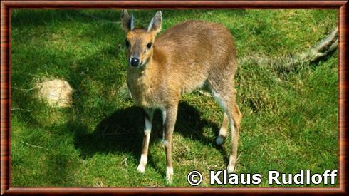 Antilope tetracere au zoo de Vincennes