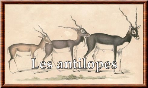 Antilope