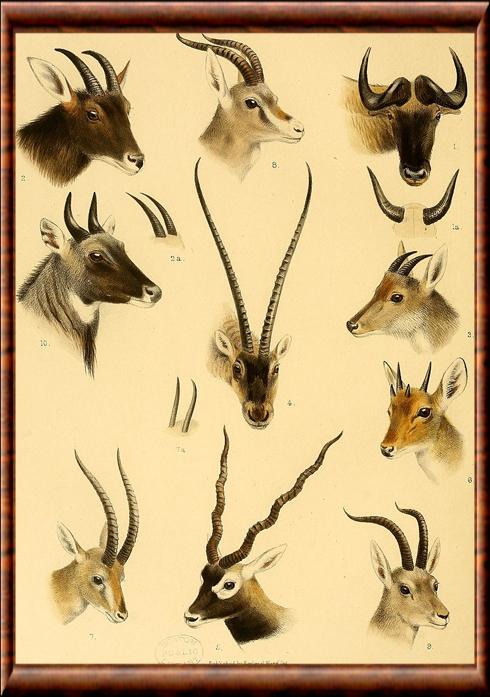 Diversité des cornes d'antilopes asiatiques