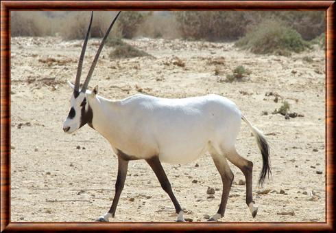 Arabian oryx