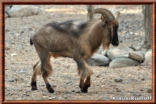 En anglais, le tahr d'Arabie est appelé Arabian tahr Arabian tahr