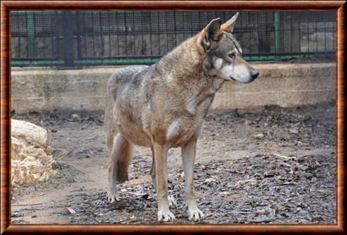 Arabian wolf