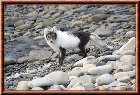 Arctic fox