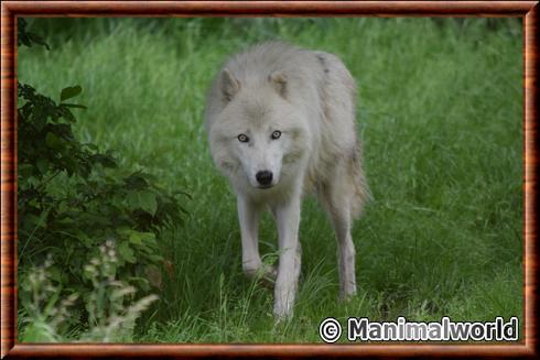 Arctic wolf