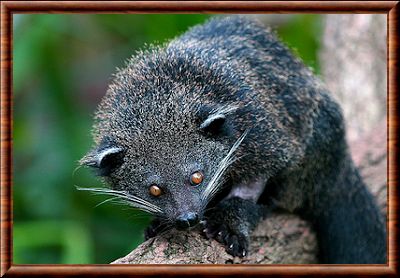 Arctictis binturong