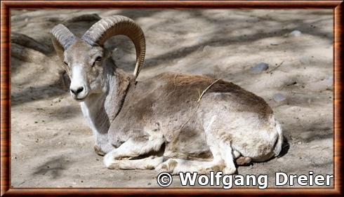 Argali au Jardin zoologique de Pékin