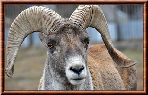 Argali (Ovis ammon)