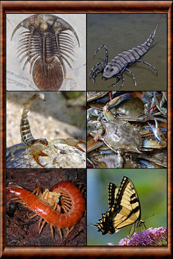 Arthropoda