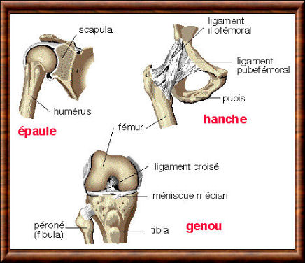 Articulations chez l'homme