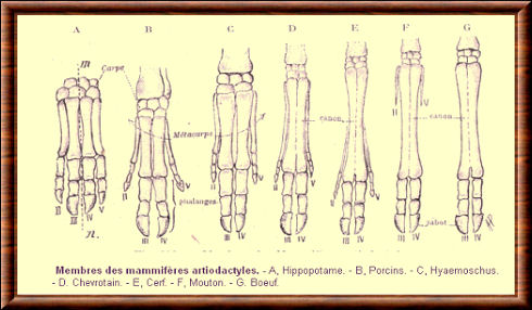 Artiodactyla