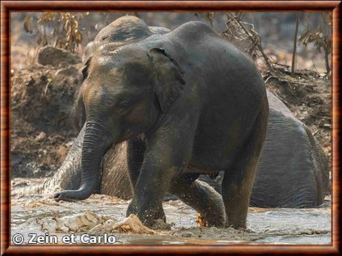 Asian elephant (Elephas maximus) Asian elephant (Elephas maximus)