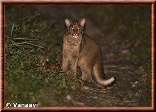 Asian golden cat (Pardofelis temminckii)