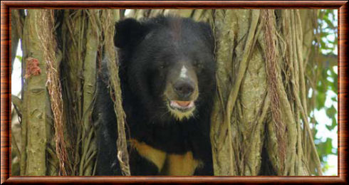 Asian black bear