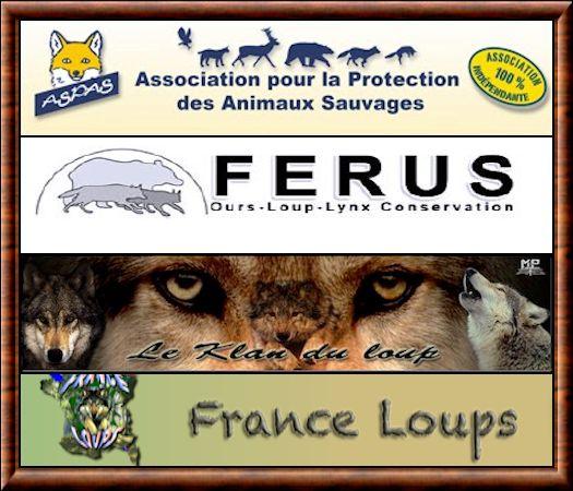 Associations pour le loup