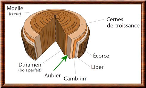 Aubier