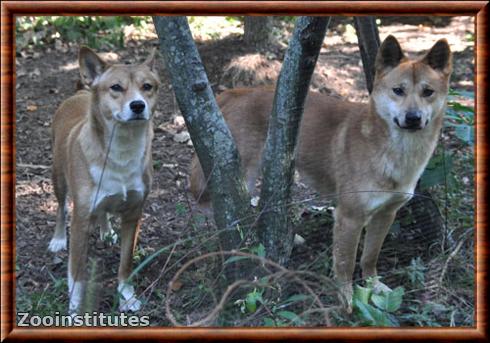 Australian wild dog