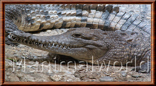 Australian Freshwater Crocodile